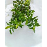 Анубіас Чилі